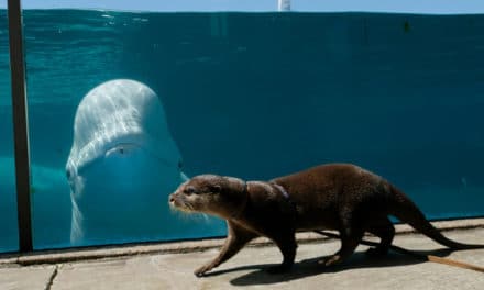 Inter-Species Lockdown Meet-Up at Japan Aquarium