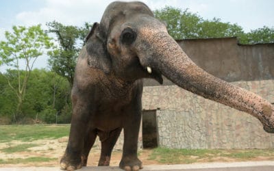Cher Shares Joy as Pakistan Agreed to Release Lonely Elephant Kaavan