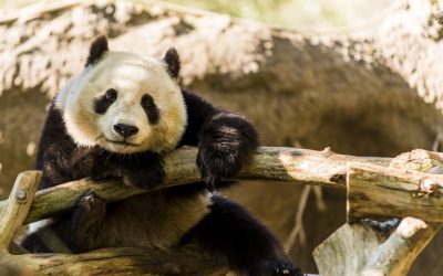 San Diego Zoo Returns Adorable Pandas to China
