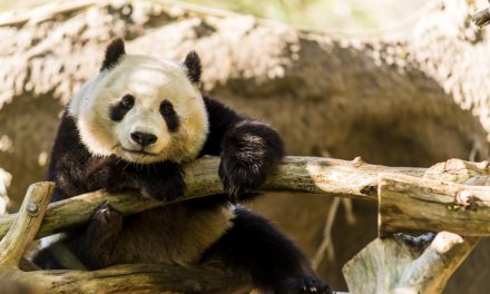San Diego Zoo Returns Adorable Pandas to China