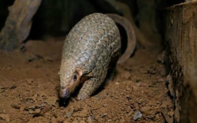 China Seizes Two Tons of Smuggled Pangolin Scales