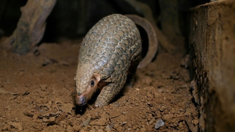 Pangolins