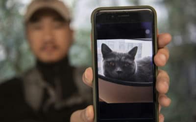 Shanghai’s Pet Detective Reunited Thousands of Beloved Pets with Owners