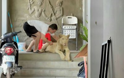 Chinese Owner has Pet Lion Confiscated in Cambodia