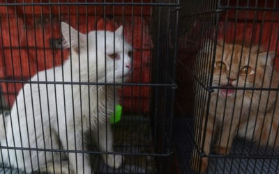 Hundreds of Animals Died at Pakistan Pet Markets due to Lockdown