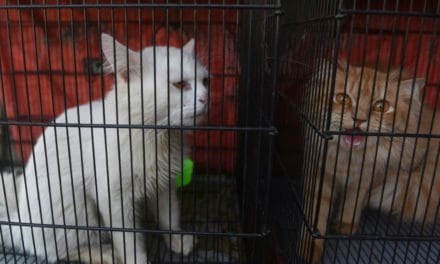 Hundreds of Animals Died at Pakistan Pet Markets due to Lockdown