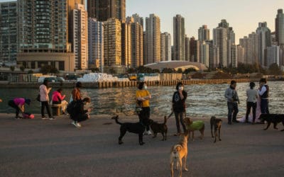 Pets Face Quarantine After Dog Tests Positive in Hong Kong