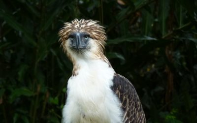 Singapore Aids the Philippines in its Wildlife Preservation