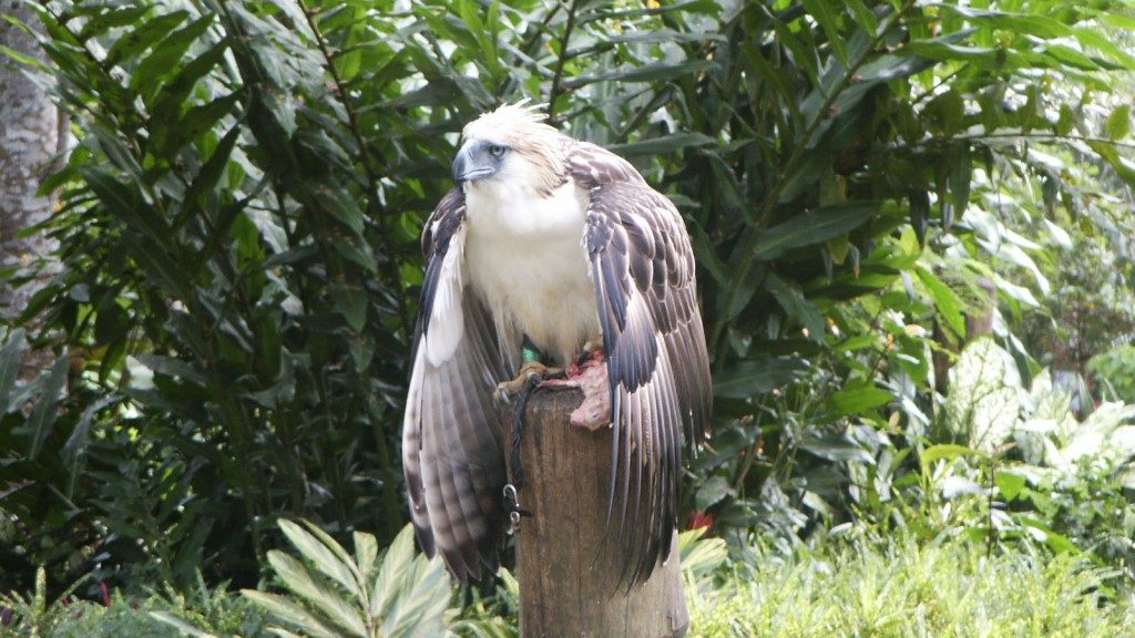 Philippine's Eagle - Gary Todd