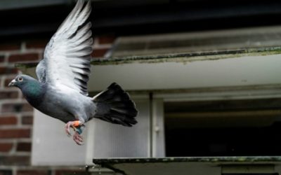 Racing Pigeon Sells for Record $1.9M to Chinese Fancier