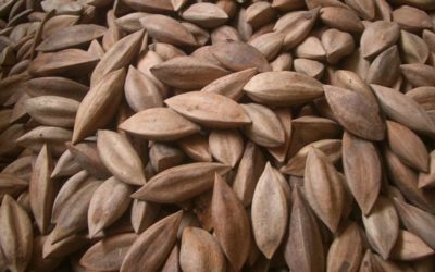Pili Nuts: The Superfood You Probably Haven’t Tried Yet