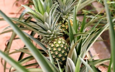 China Pineapple Ban Sparks Sour Rebuke from Taiwan