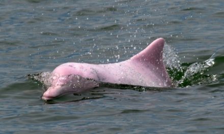 Back in the Pink: Hong Kong Dolphins Enjoy Rare Quiet as Pandemic Halts Ferries