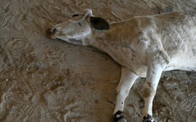 156lb of Waste Found in India’s Stray Cow’s Stomach