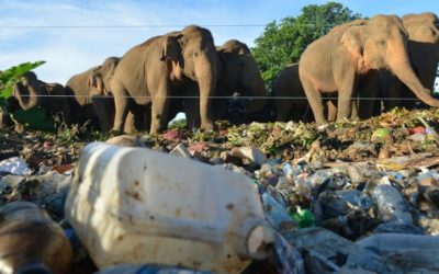 Sri Lanka Battles to Stop Elephants Eating Plastic Trash