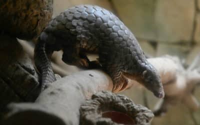 Pangolin Identified As Potential Host for Coronavirus