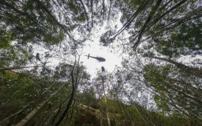 Australia’s Secret Mission to Save ‘Dinosaur Trees’ from Bushfires