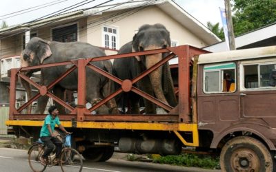 Sri Lanka Propose Tougher Penalties to Protect Elephants After Mass Deaths