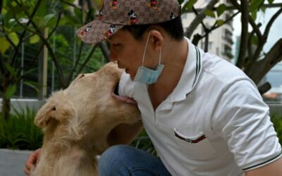 Cambodian PM Orders Return of Defanged Lion to Chinese Owner