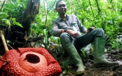World’s Biggest Flower Bloom Spotted in Indonesia