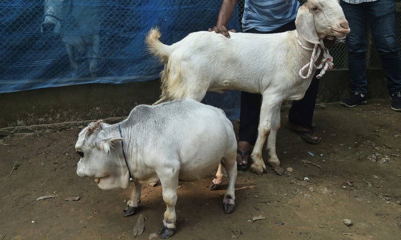 Rani the Worlds Smallest Cow