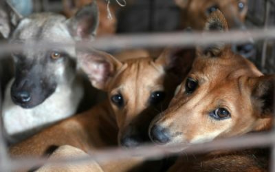 A Cambodia Slaughterhouse that has Killed More than a Million Dogs is Closed