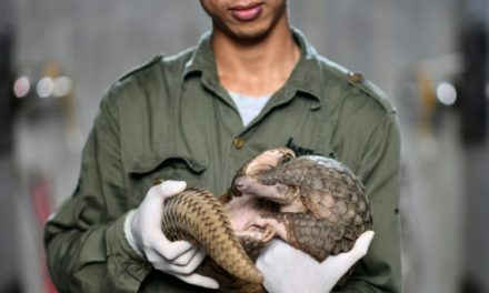 Life Still Precarious for Pangolins Despite Vietnam’s Illegal Trade Crackdown