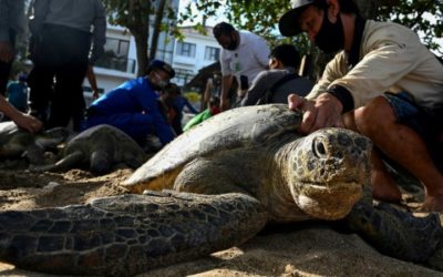 Bali Sea Turtles Set Free after Poacher Arrests