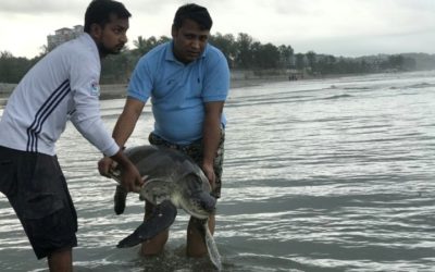 Multiple Turtles Rescued from Entangled Plastics on Bangladesh Beach