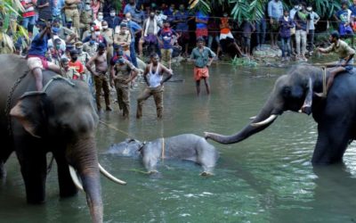 India Vows Probe after Elephant Killed with Explosives