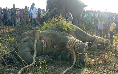 The ‘Bin Laden’ Elephant Finally Caught After Killing 5 People in India