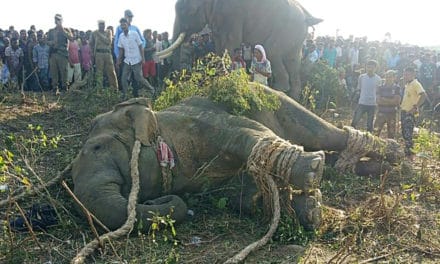 The ‘Bin Laden’ Elephant Finally Caught After Killing 5 People in India