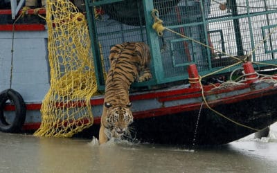 Indian Tigers Came Out to Play Under Shutdown