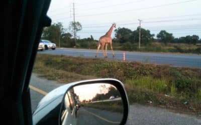 Runaway Giraffe En Route to Thailand Zoo Found Dead in Canal