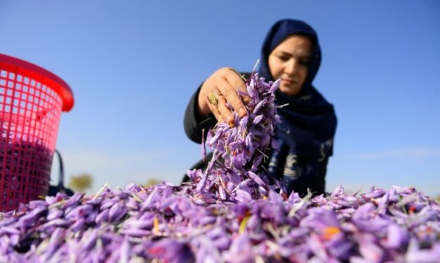 Afghan Saffron Boss Says Taliban Will Not Silence Her