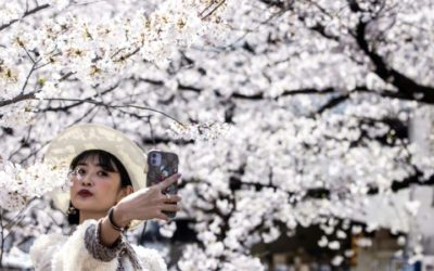 Sakura Selfies: Tokyo Enjoys Cherry Blossoms Despite Virus Warning