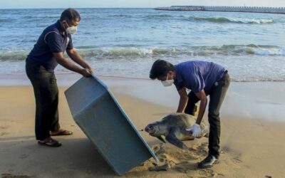 Dolphins, Turtles Killed by Fire-Ravaged Ship