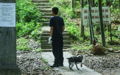 Chinese Hunt for Escaped Leopard Dangles Chickens as Bait