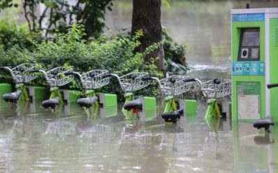 China Firefighters Rescue 20 Dogs Trapped in Flooded Pet Hospital