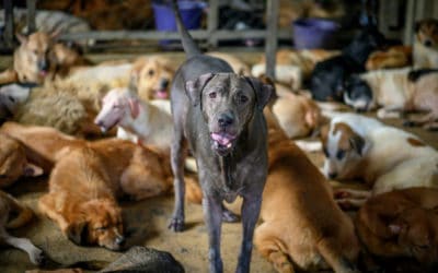 Overcrowded Thai Dog Shelter Blames Coronavirus for Drop in Donations