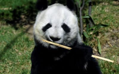 Mexico’s Pandas: The Only Ones in the World Not Owned by China