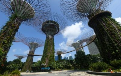 From Grey to Green: World Cities Uprooting the Urban Jungle