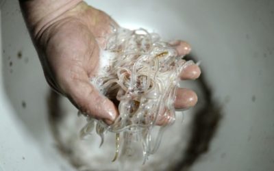 Two Chinese Sentenced for Smuggling Over One Hundred Pounds of Baby Eels