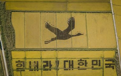 ‘Cheer Up’: Giant Crane Out Carved in South Korea’s Rice Fields