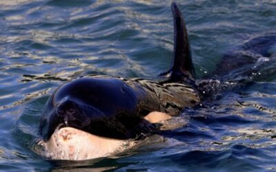 Baby Orca Dies in New Zealand after Fruitless Search for Mother