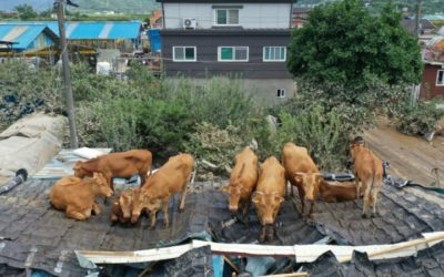 South Korea Floods Leave Cows Stranded on Tin Roofs