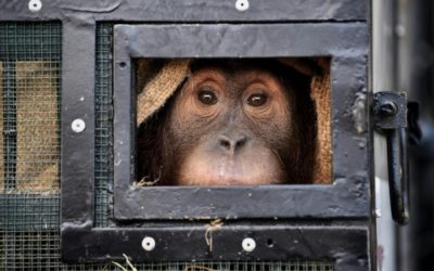 Two Smuggled Indonesian Orangutans Fly Home from Thailand