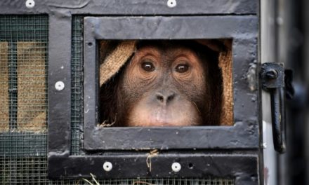 Two Smuggled Indonesian Orangutans Fly Home from Thailand