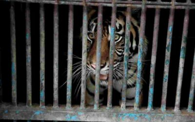 Sumatran Tigers Infected with Coronavirus at Indonesian Zoo