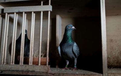 Fake Tag Claim Offers Pigeon a Death Row Reprieve